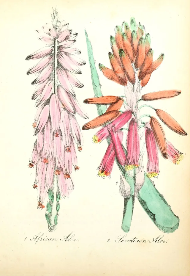 Àloe vera