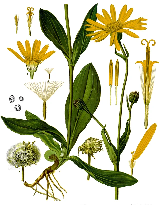 Àrnica