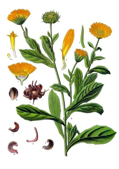 Calèndula