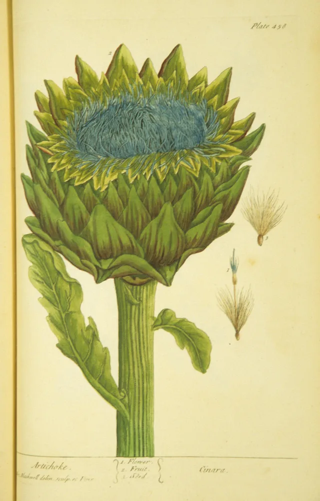 Carxofera