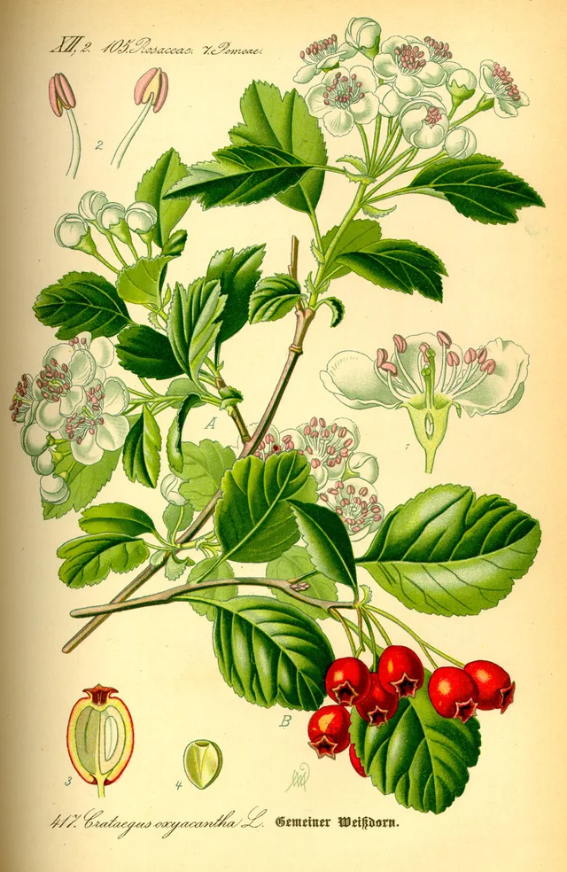 Espí blanc