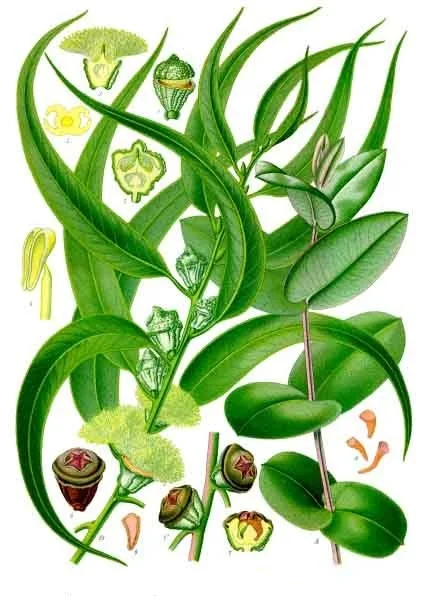 Eucaliptus