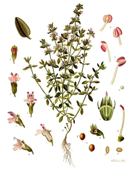 Farigola