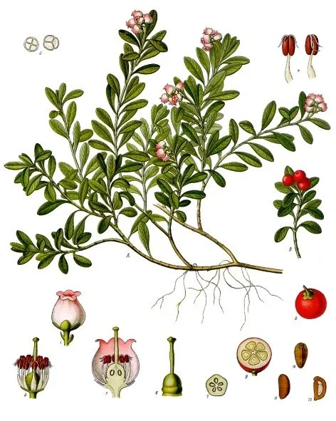 Boixerola (gaiuba)