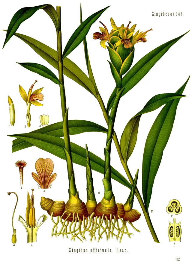 Gingebre