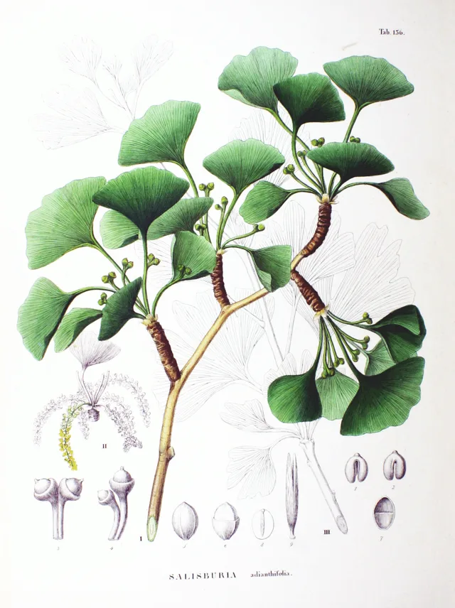 Ginkgo