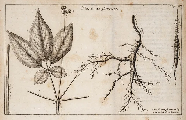 Ginseng