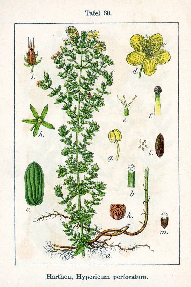Hipèric