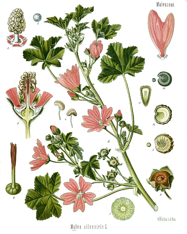 Malva