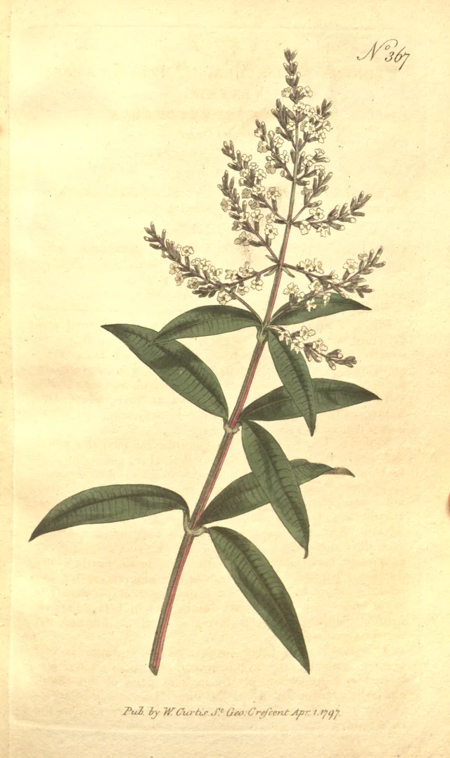 Marialluïsa