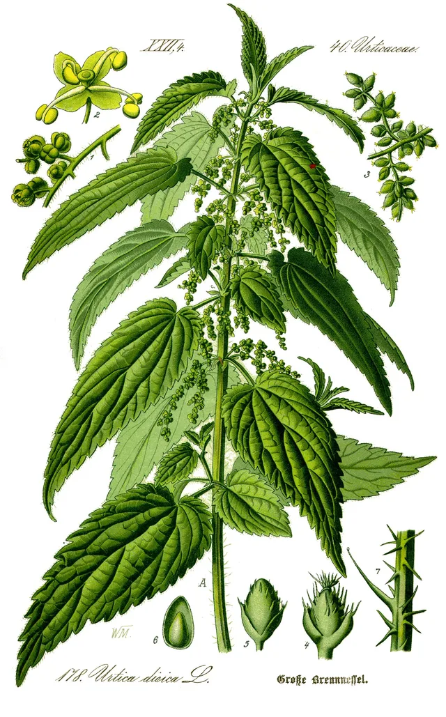 Ortiga