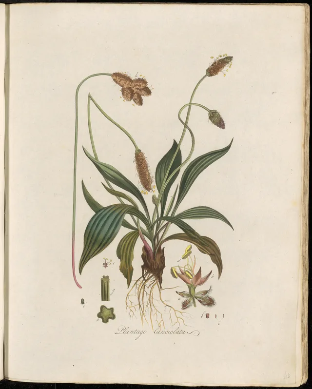 Plantatge