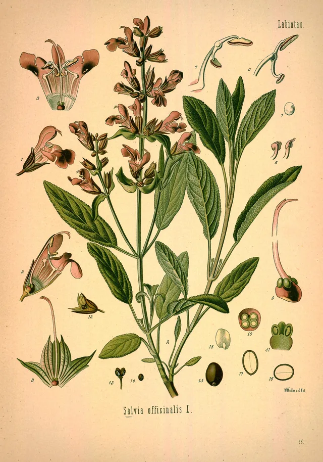 Sàlvia